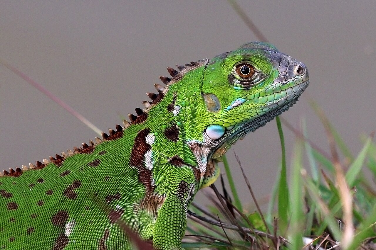 What Baby Iguanas Eat