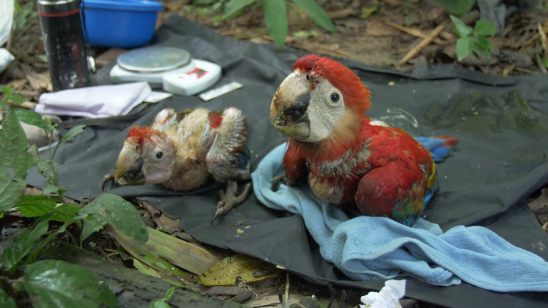 Baby Macaw: Development, Cost, and What Ownership Means