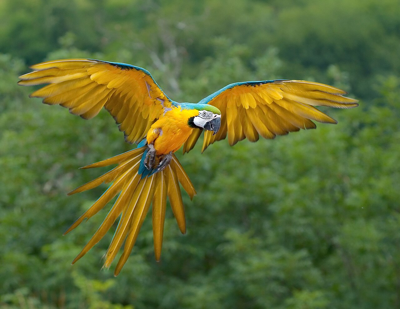 How Long Baby Macaws Stay in the Nest