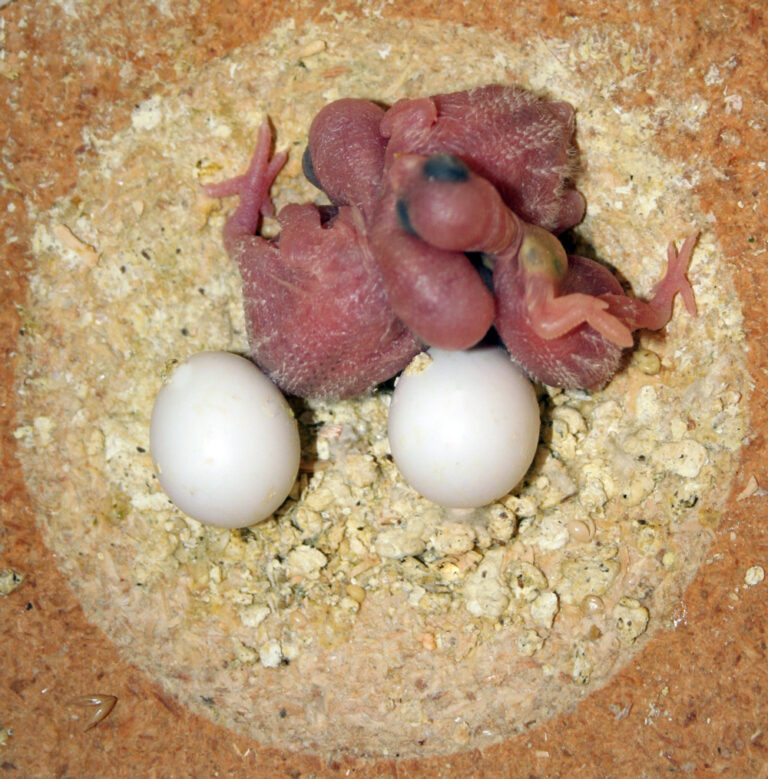 Baby Parrot: Development, Cost, and Why Not to Hand-Feed