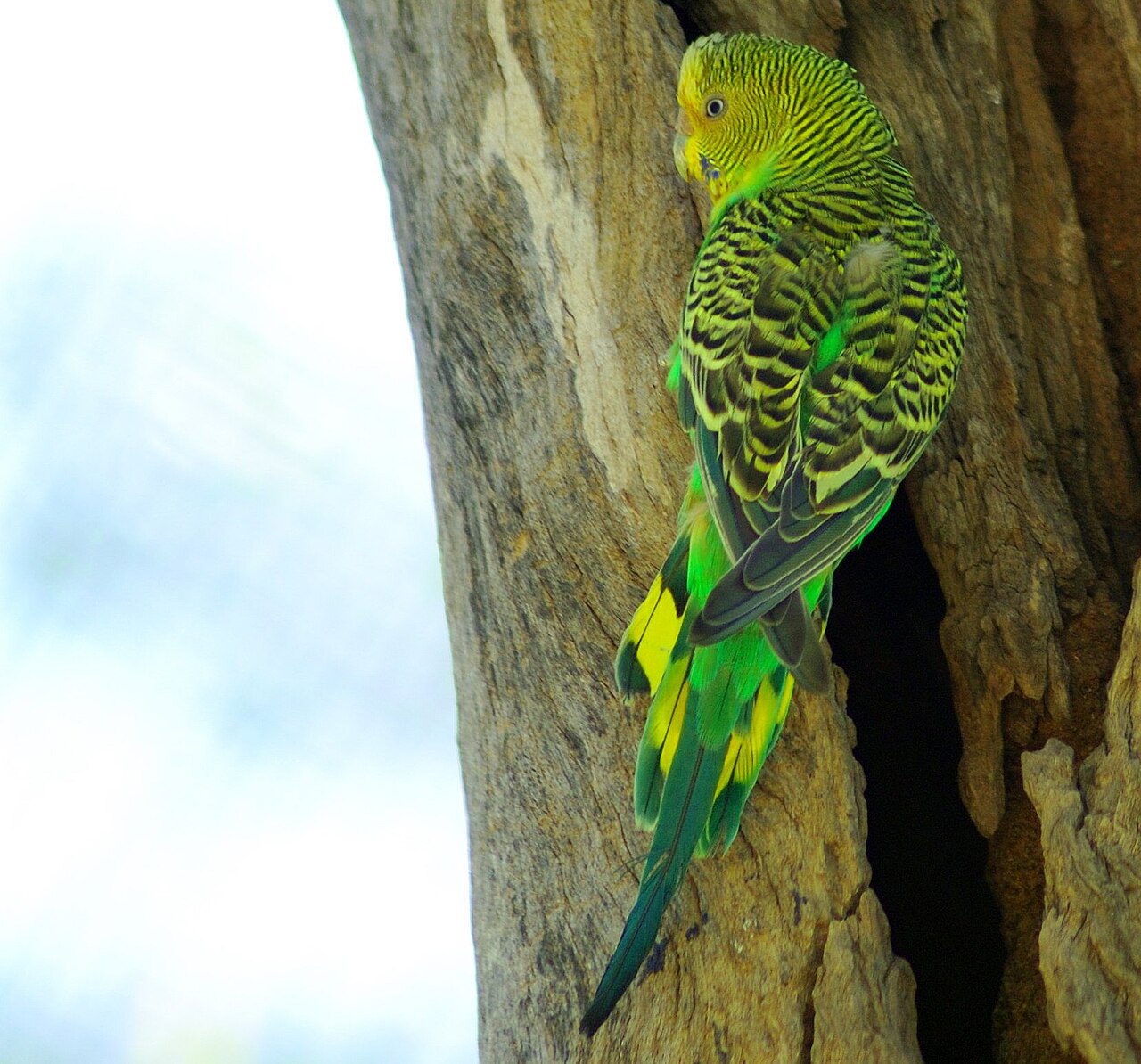 Why Should You Never Buy an Unweaned Parrot?