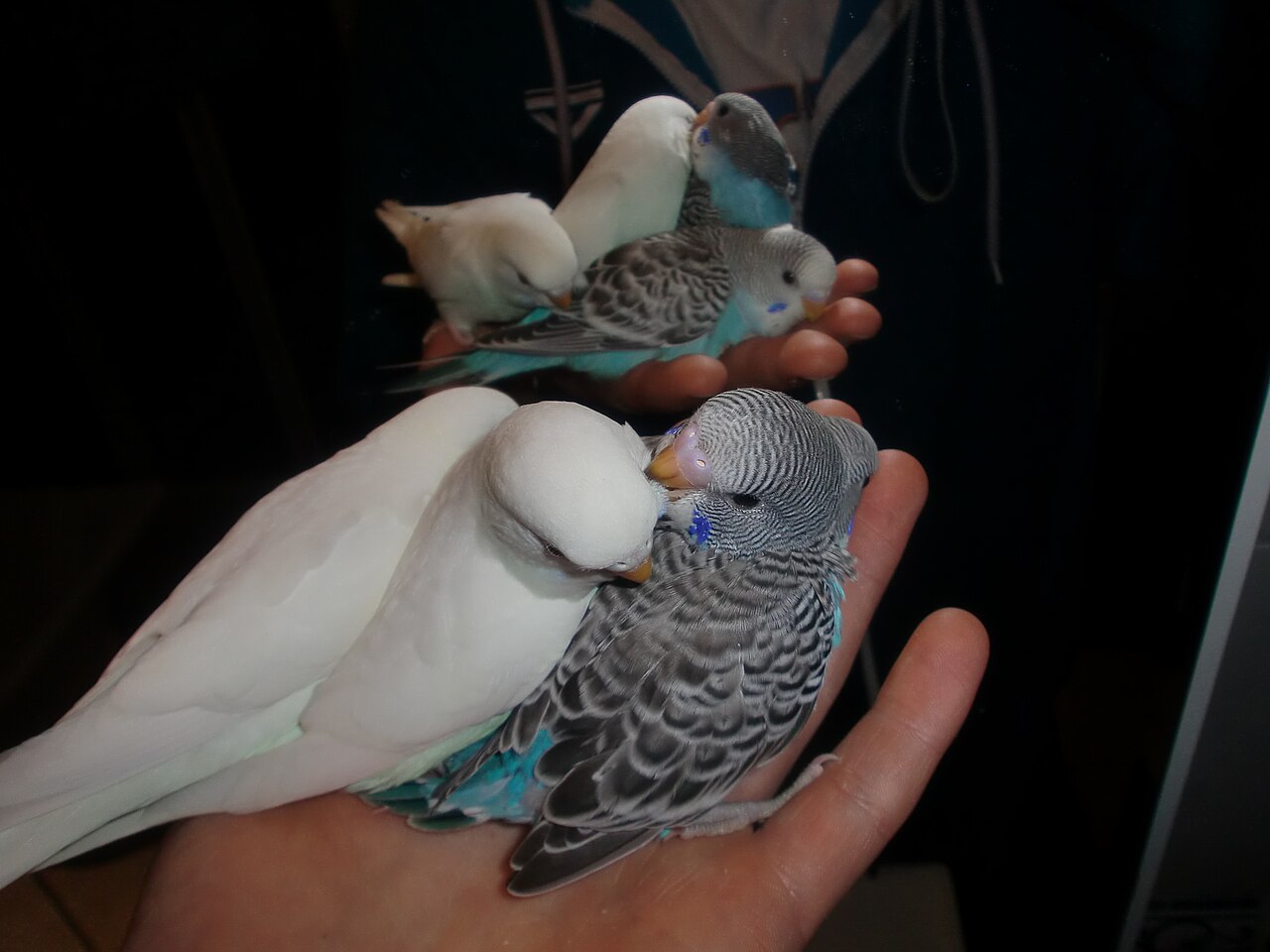 How Much Does a Baby Parrot Cost?