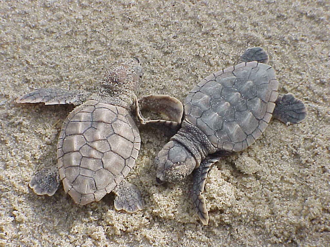 Baby Sea Turtle: Hatchlings, Odds, and What Not to Do