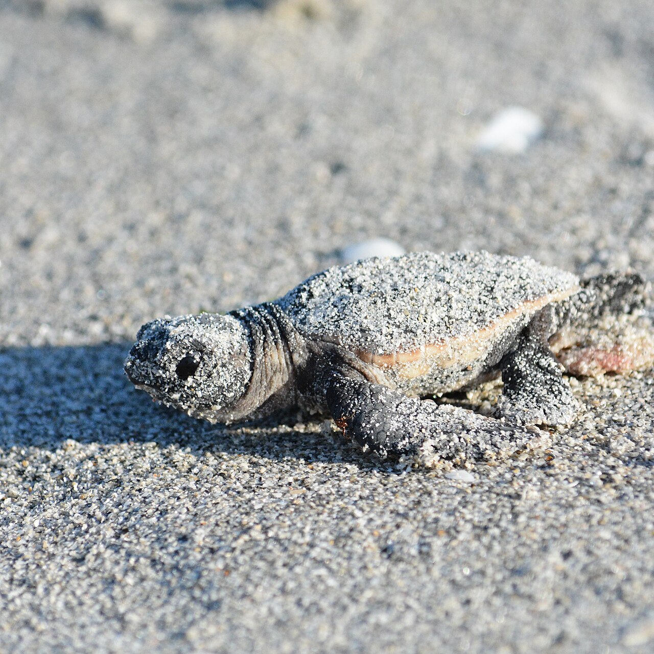 Where Do Baby Sea Turtles Go After Hatching?