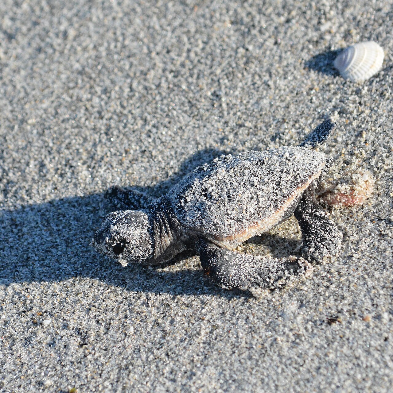 Why Can't You Touch Baby Sea Turtles?