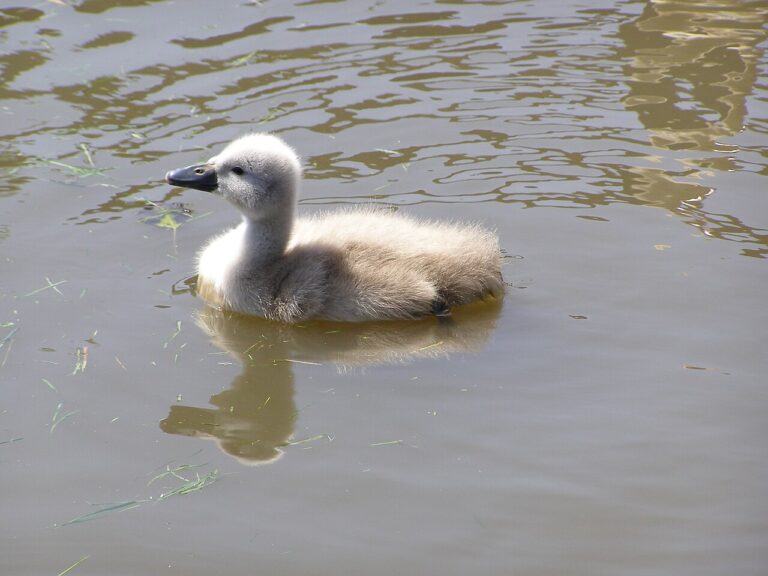 Baby Swan: What Cygnets Look Like and How They Grow