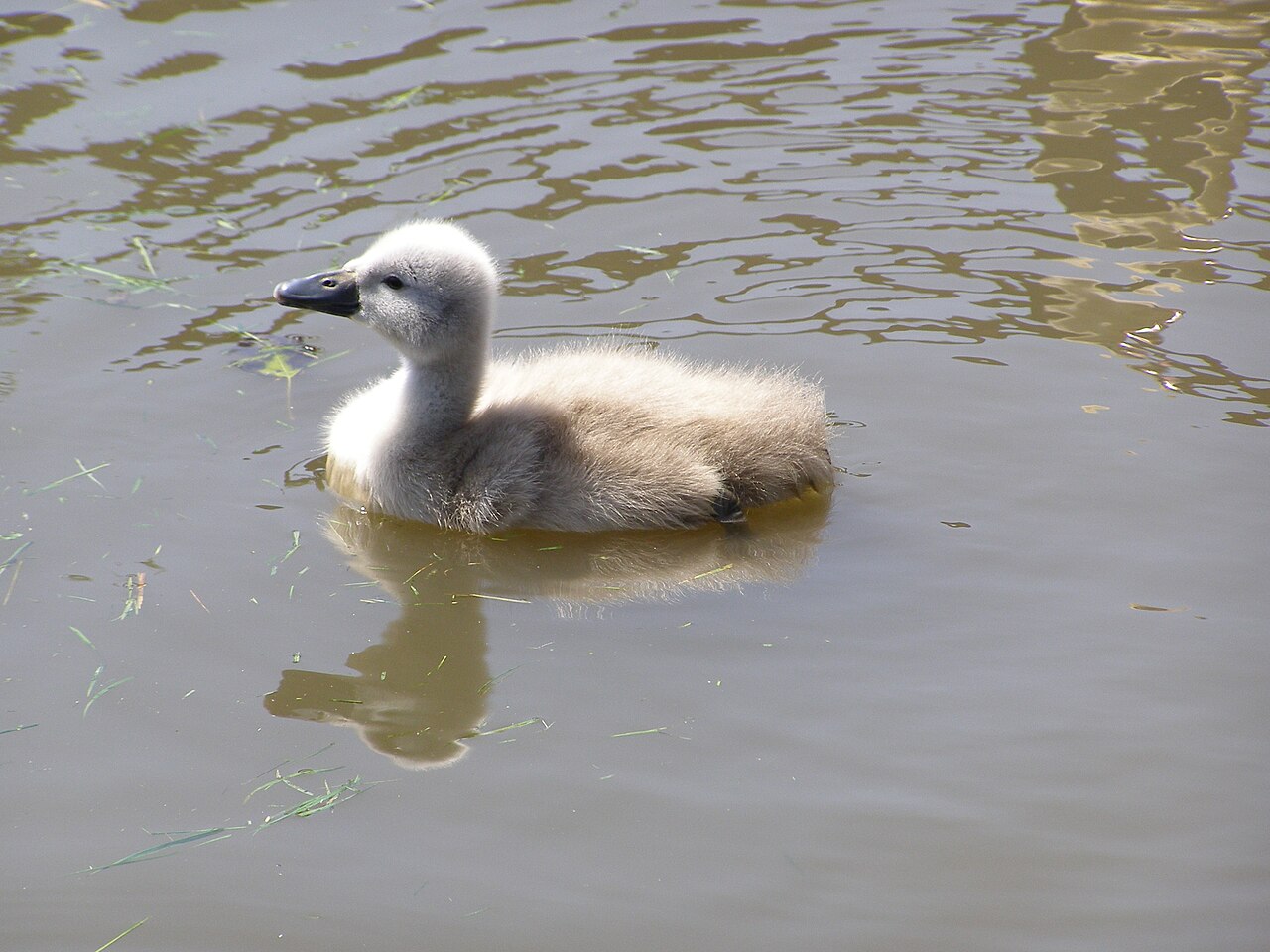 Baby Swan: What Cygnets Look Like and How They Grow