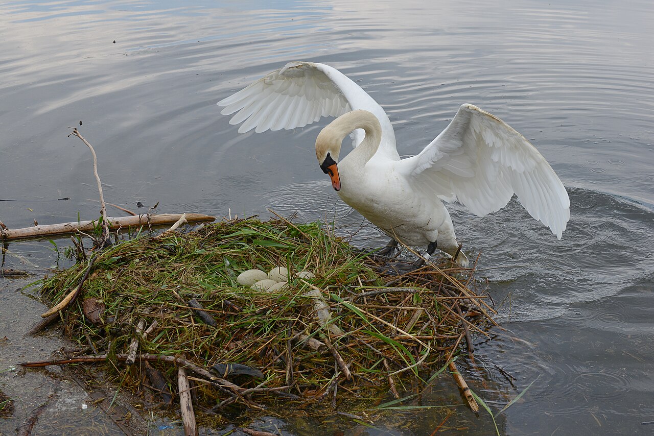 Swan Eggs, Nesting, and Hatching