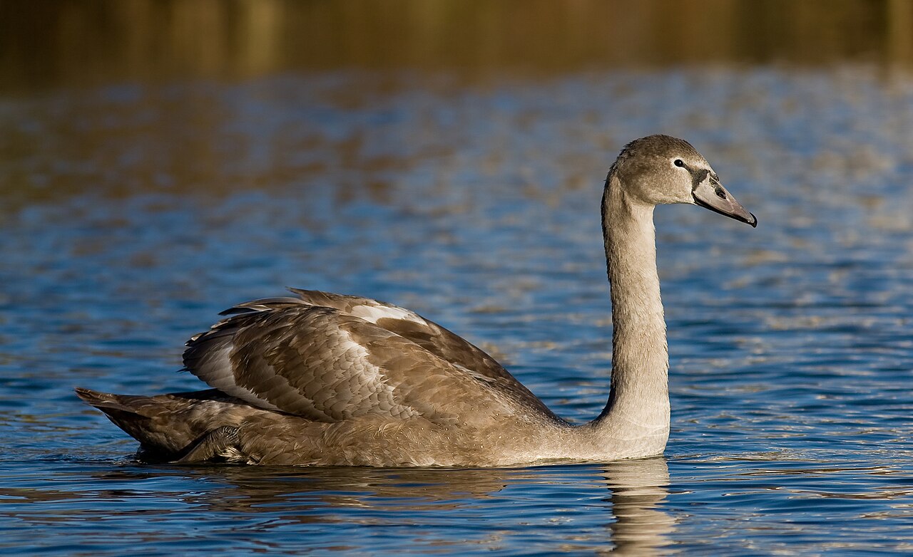 What Baby Swans Eat