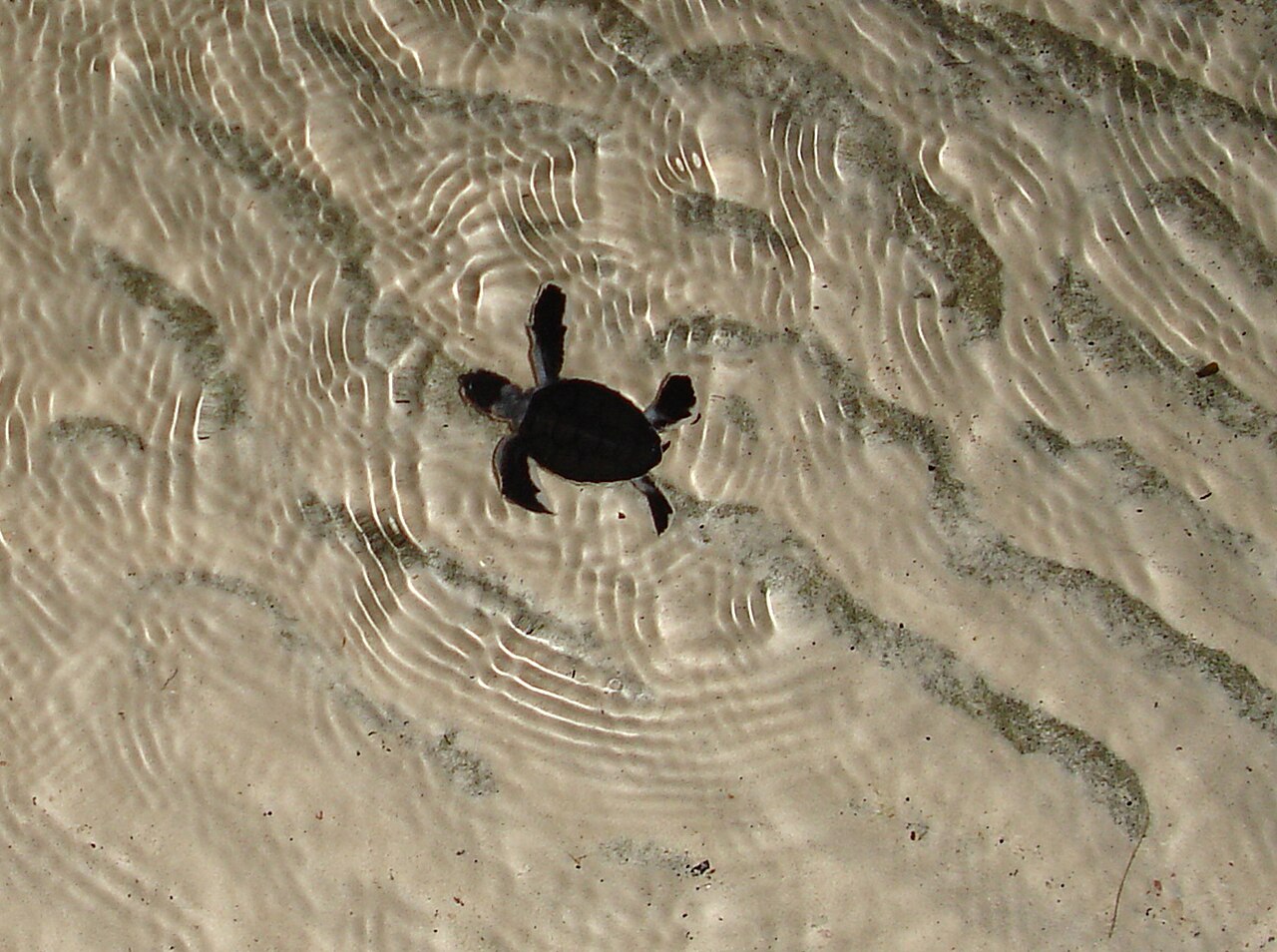 Baby Turtle: Hatchlings, the 4-Inch Rule, and What to Do