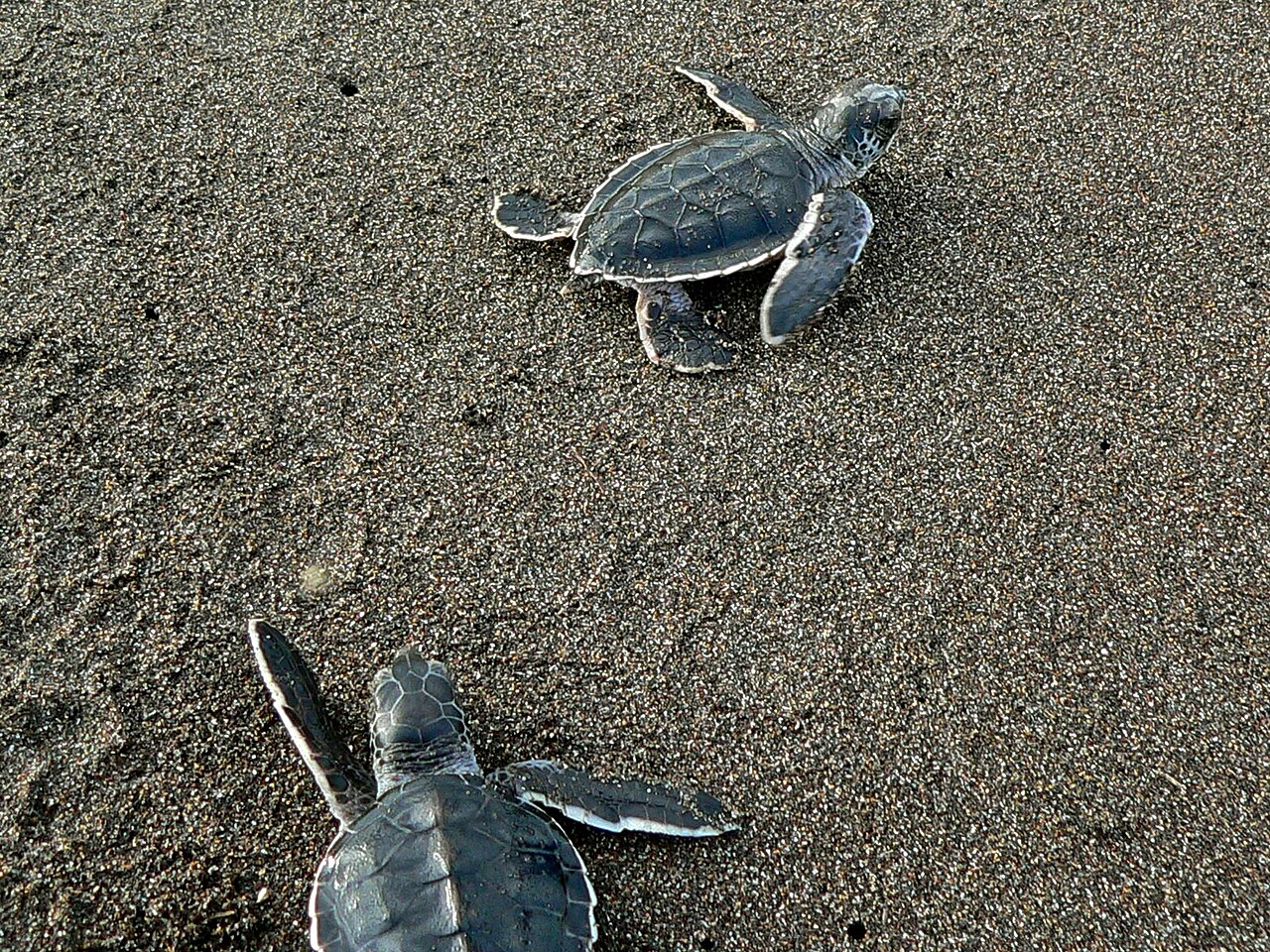 How Baby Turtles Are Born