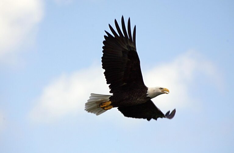 Bald Eagle Spiritual Meaning: Symbolism and Traditions