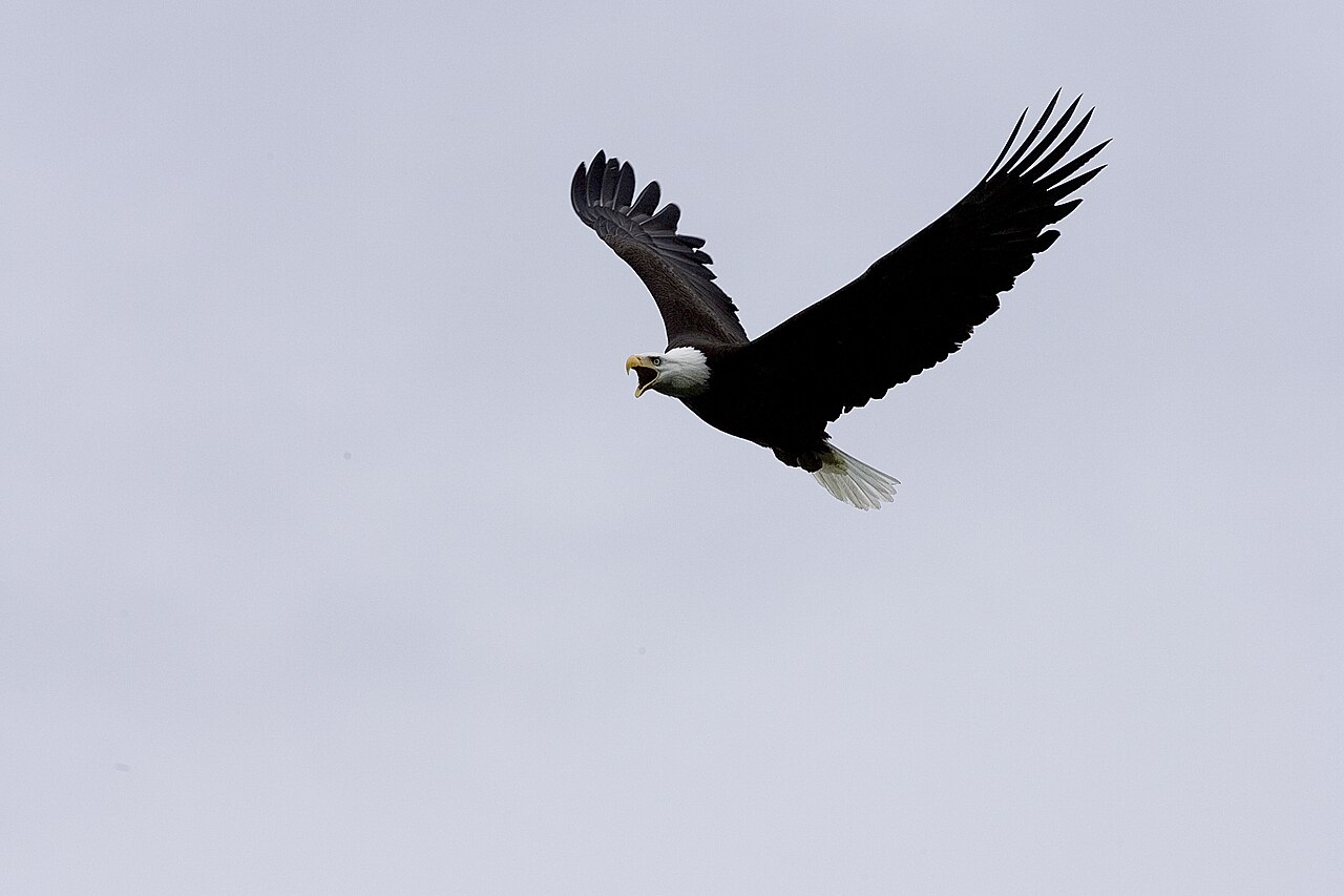 What Does the Bible Say About Eagles?
