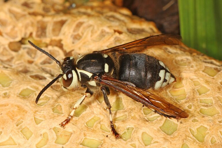 Bald Faced Hornet: Sting Pain, Nest Size, and When to Remove One