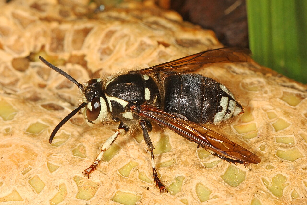 Bald Faced Hornet: Sting Pain, Nest Size, and When to Remove One