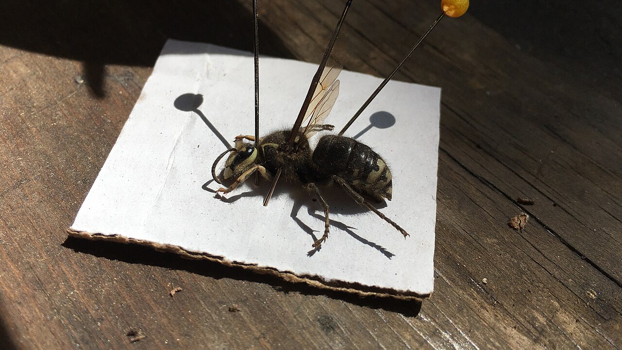 Bald-Faced Hornet vs Yellow Jacket