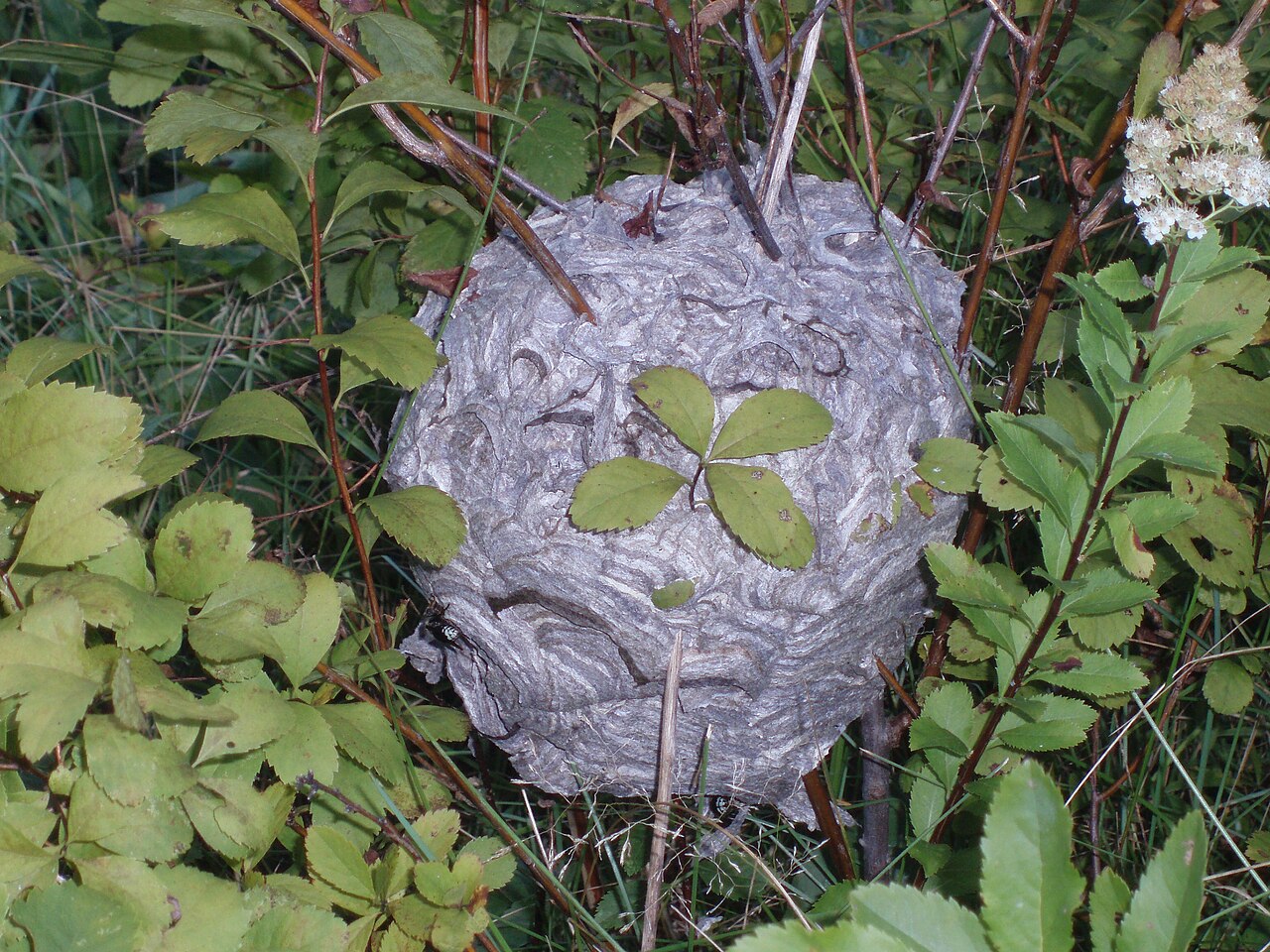 How Bad Is a Bald-Faced Hornet Sting?