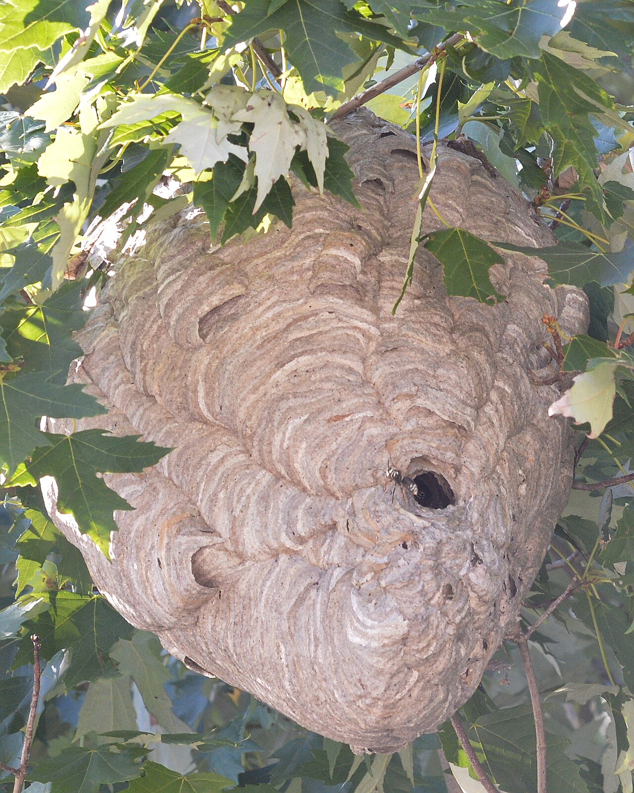 How to Identify a Bald-Faced Hornet Nest