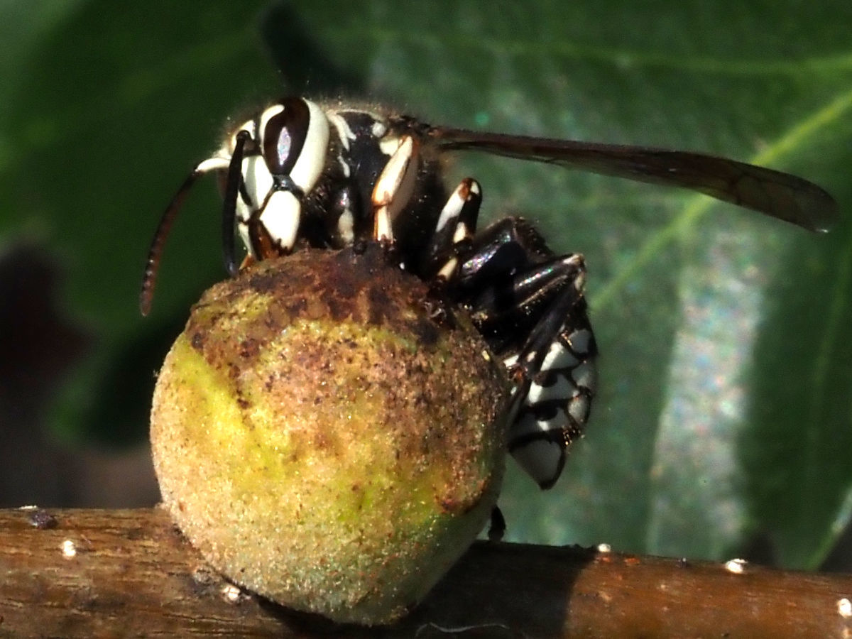 Should I Destroy Bald-Faced Hornets?