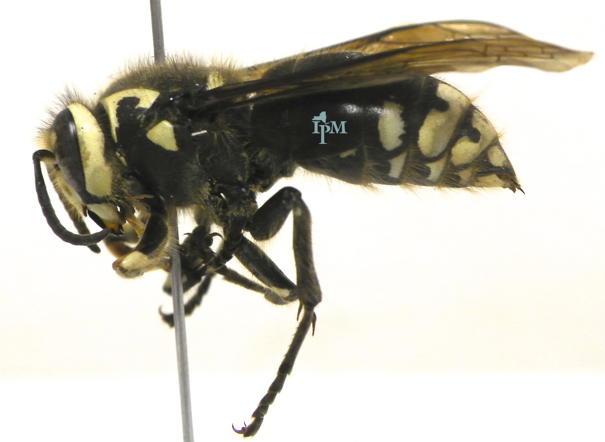 What Kills Bald-Faced Hornets Instantly?