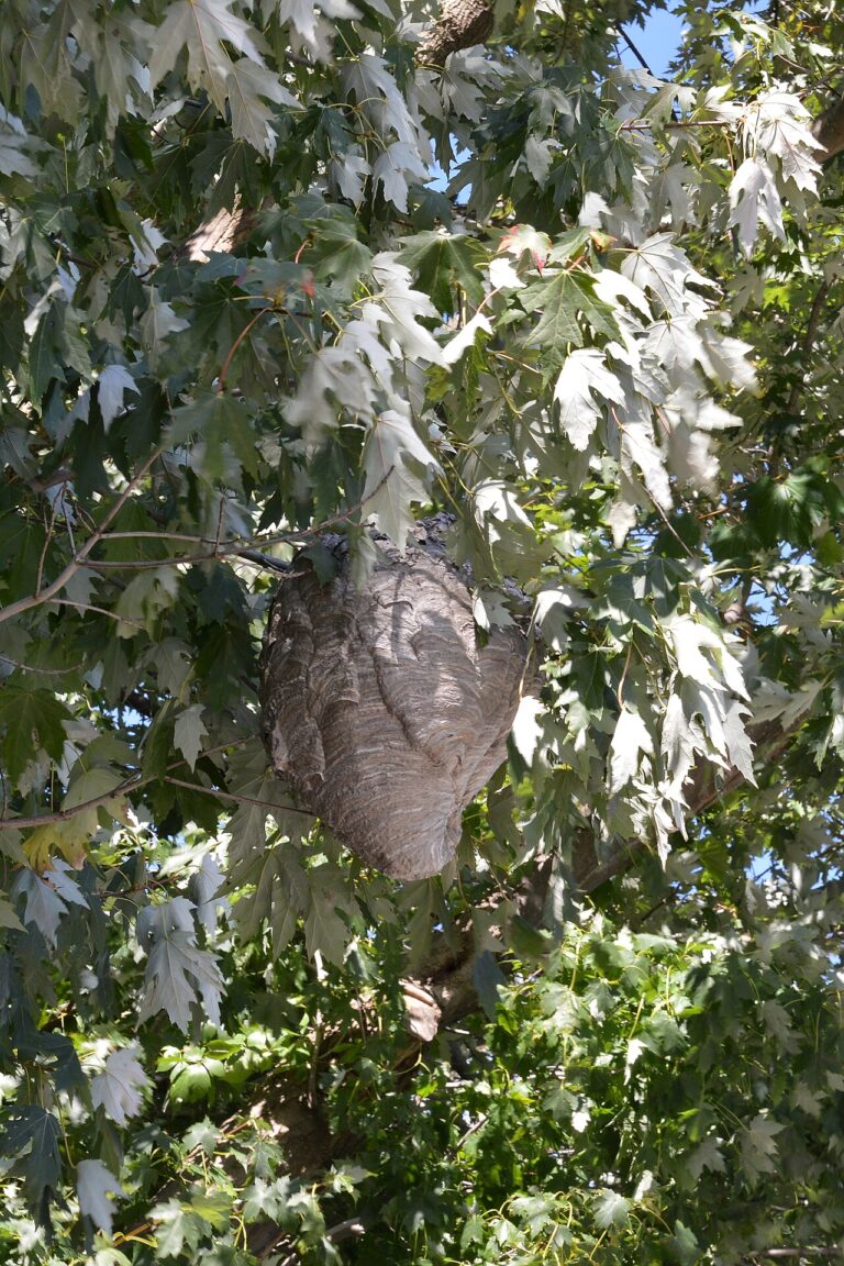 Bald Faced Hornet Nest: Size, Danger, and When to Remove It