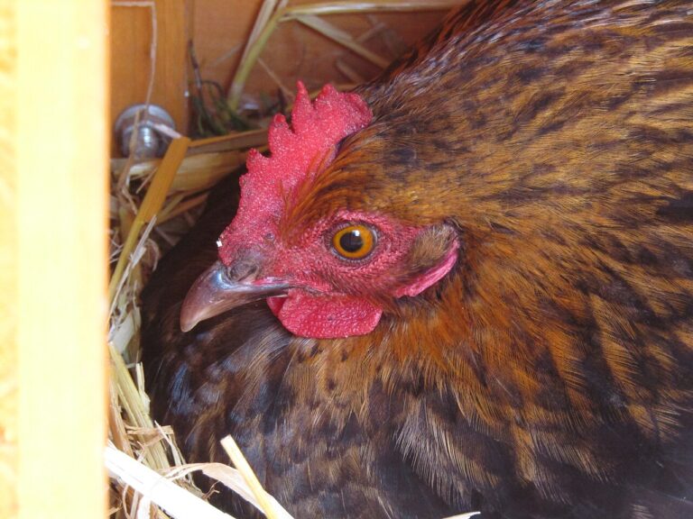 Bantam Chicken: Size, Eggs, and Keeping Them