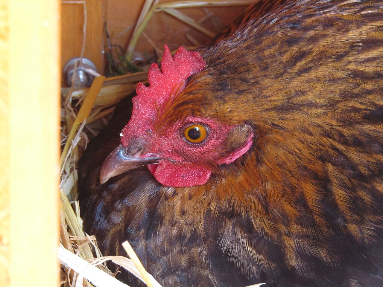 Bantam Chicken: Size, Eggs, and Keeping Them
