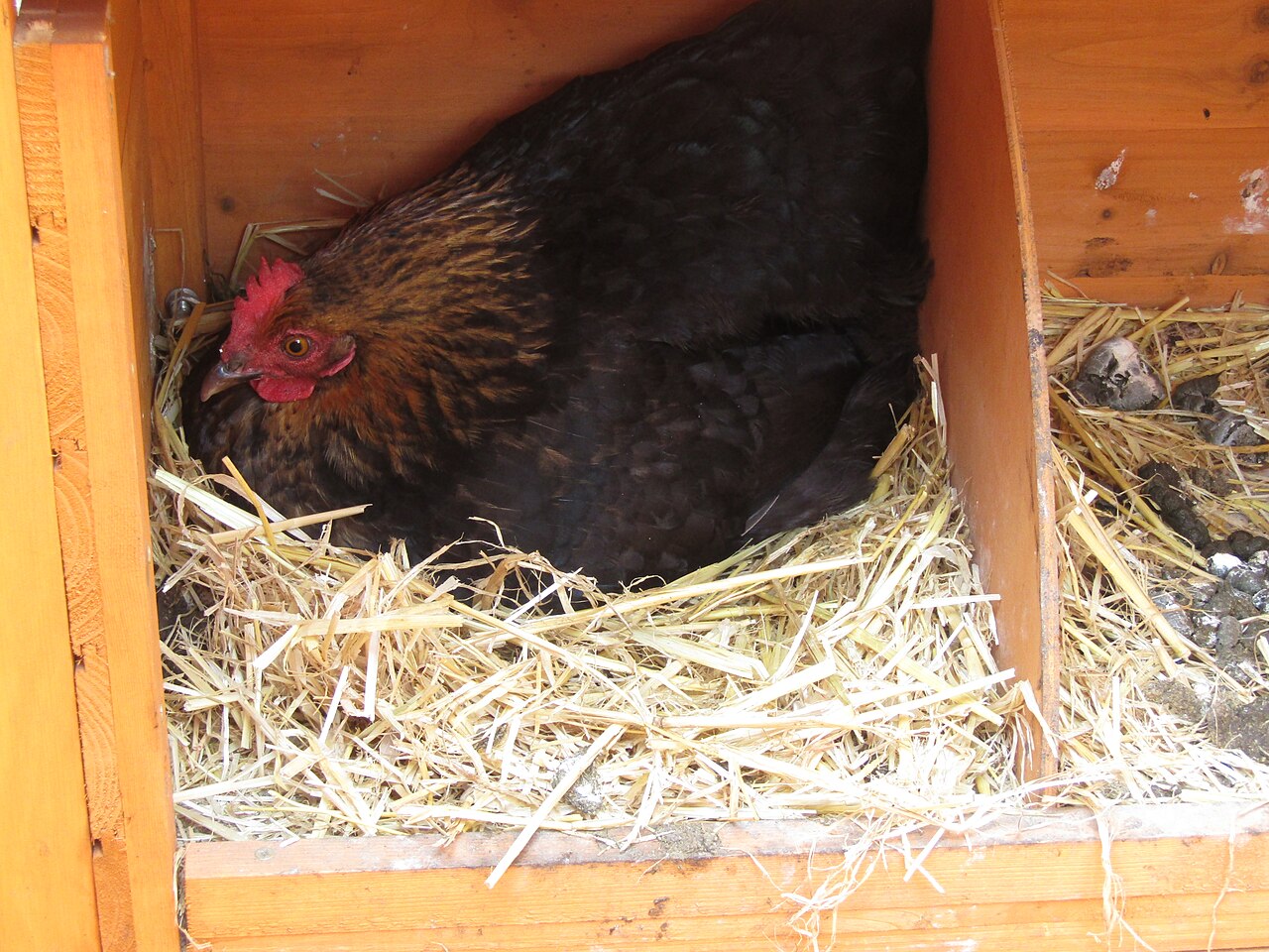Do Bantam Chickens Lay Eggs?