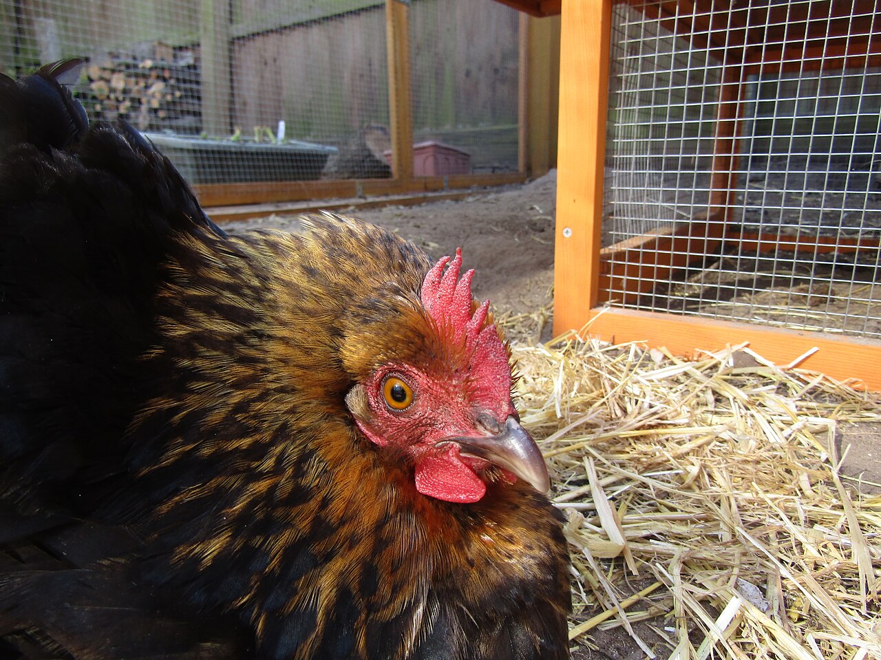 What Are Bantams Good For?