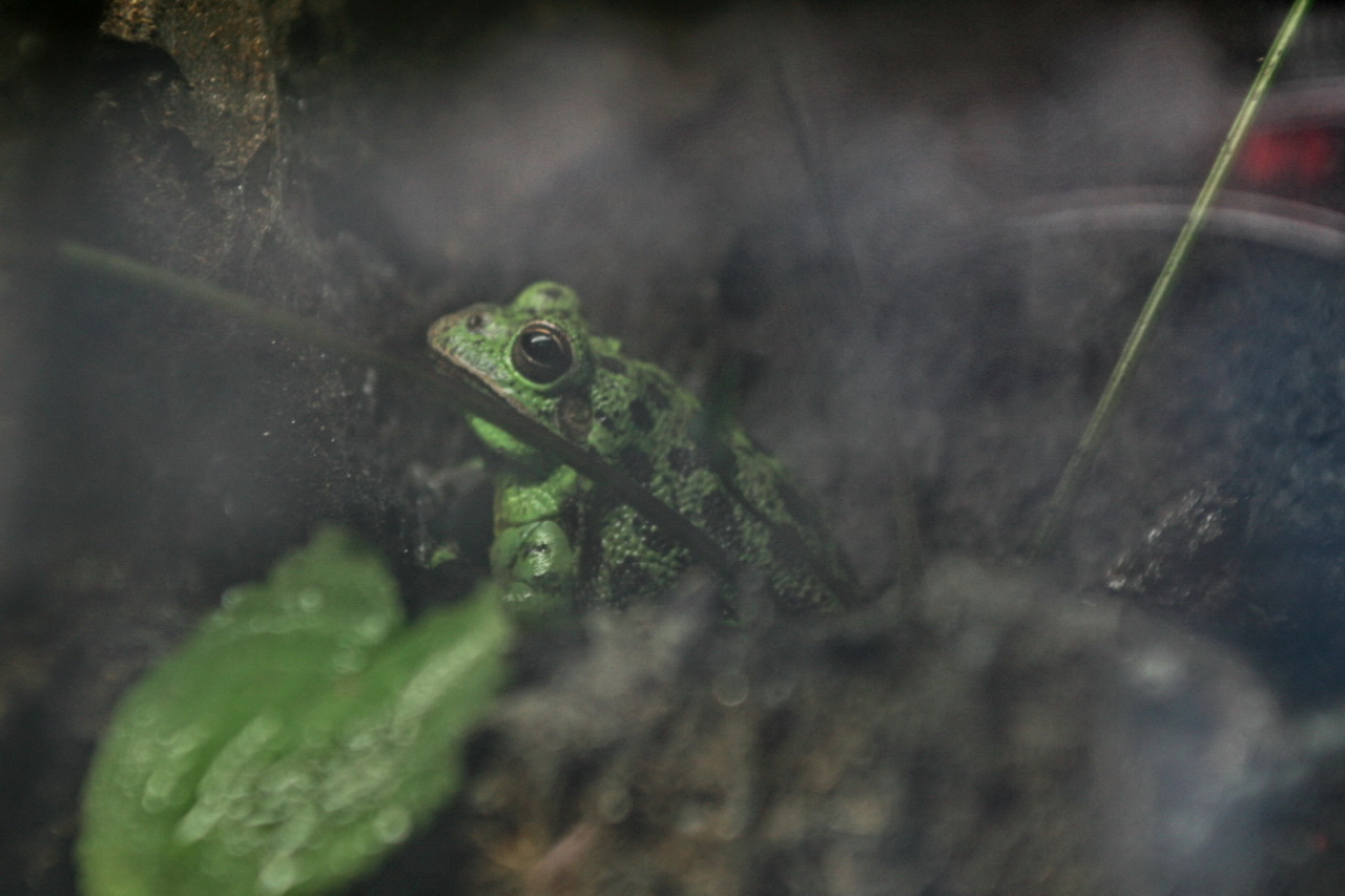 Barking Tree Frog: Sound, Size, Range and Pet Facts