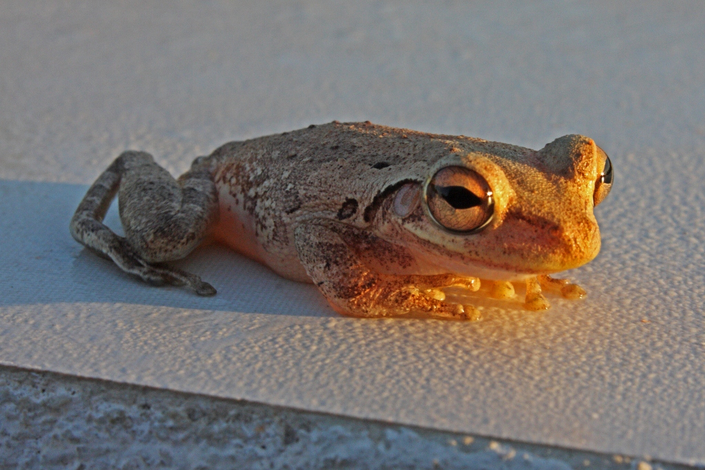 Where Barking Tree Frogs Live