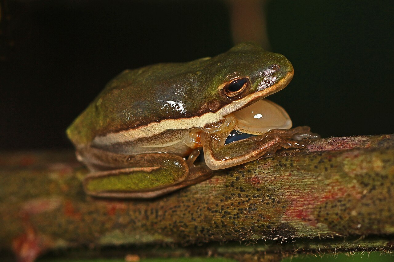 How to Identify a Barking Tree Frog
