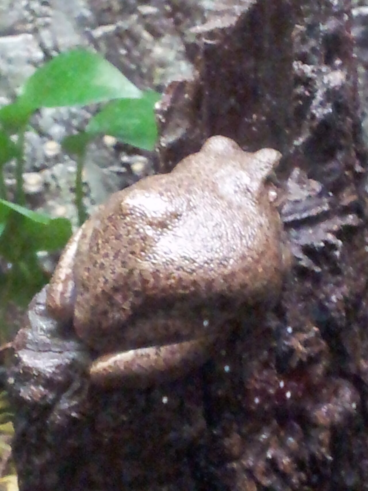 What Does a Barking Tree Frog Eat?