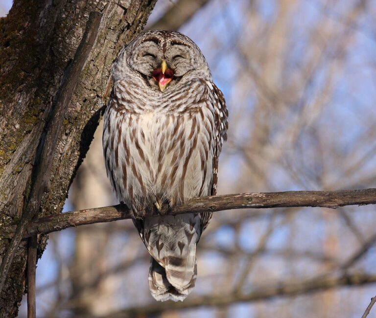 Barred Owl Sound: All 6 Calls and What They Mean