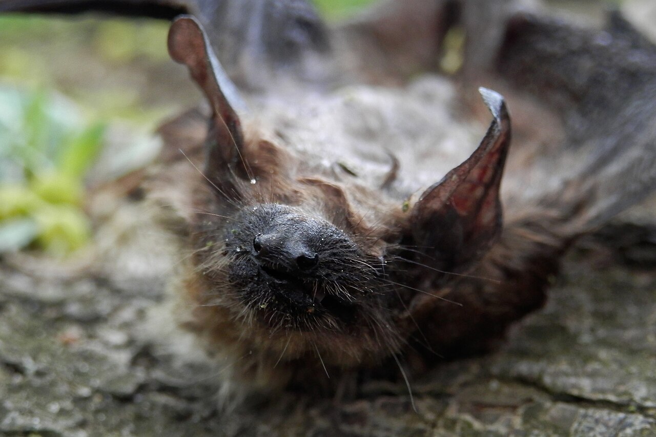 How to Clean Up Bat Guano Safely