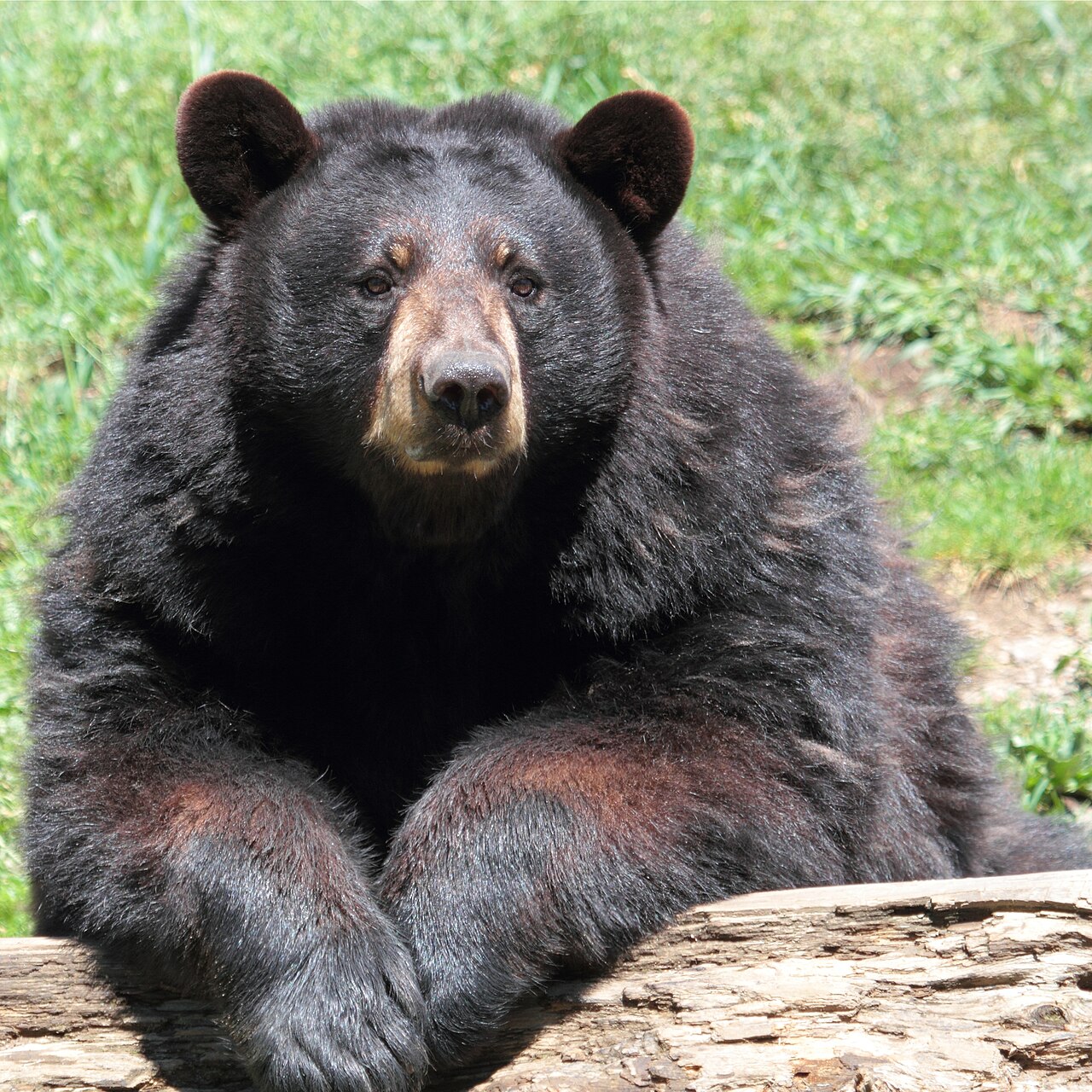 Bear Poop: What It Looks Like and How to Identify It