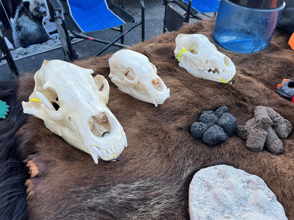 How Bear Scat Changes With the Seasons