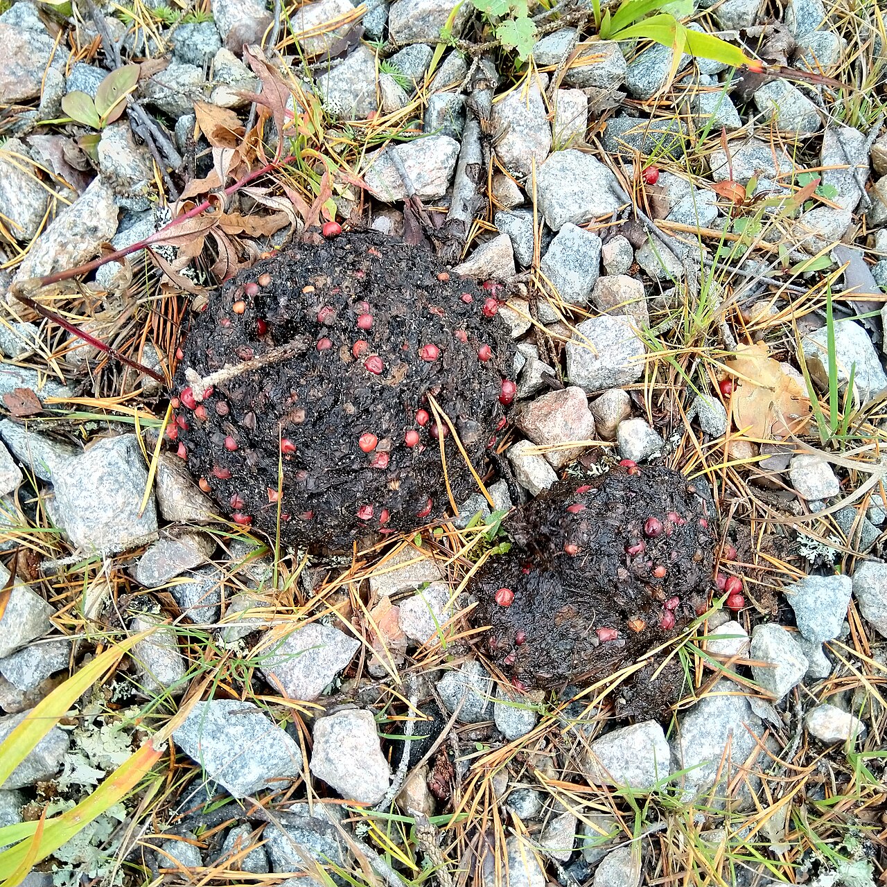 Black Bear Poop vs Grizzly Bear Poop