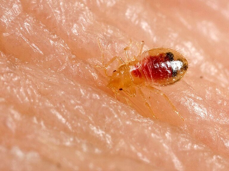 Bed Bug Shells: How to Identify Cast Skins and What They Mean