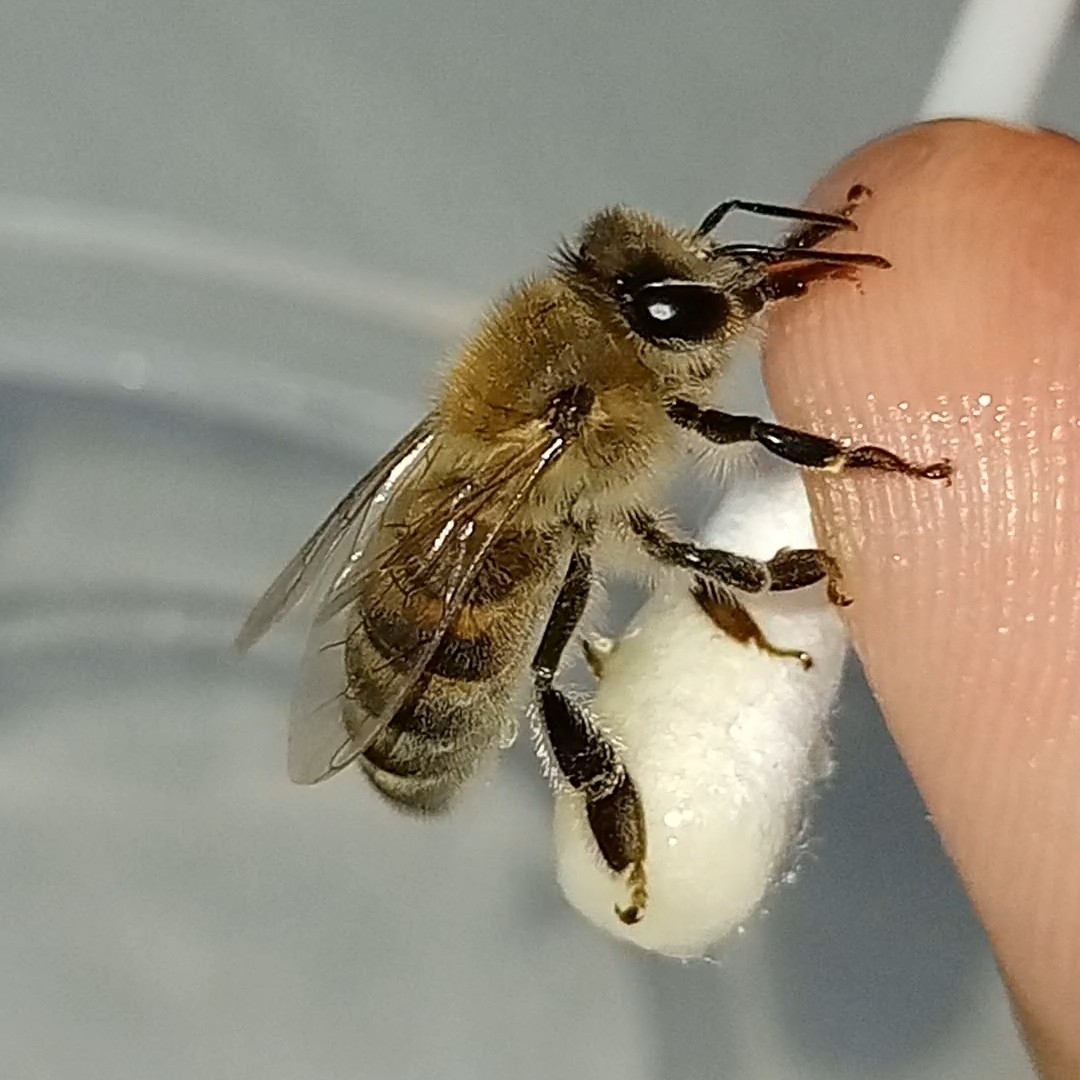 Bee Lands on You: Meaning, Symbolism, and Why It Happens