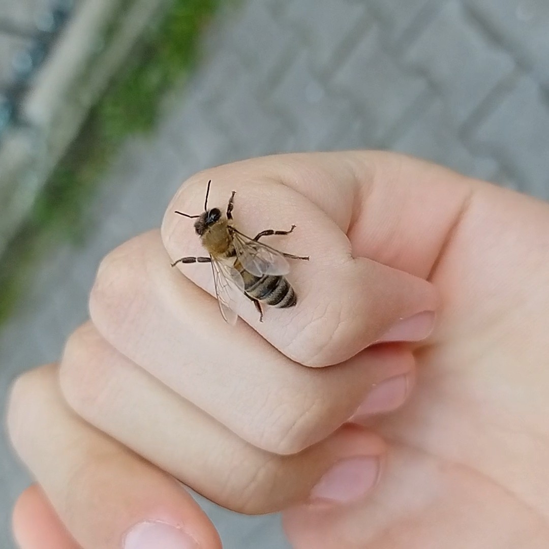 Why Do Bees Land on Me?