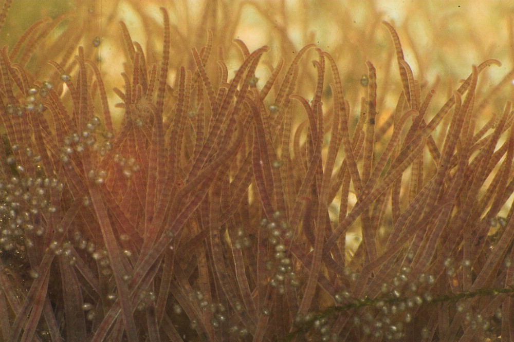 Frozen and Live Foods: Bloodworms, Brine Shrimp, Daphnia