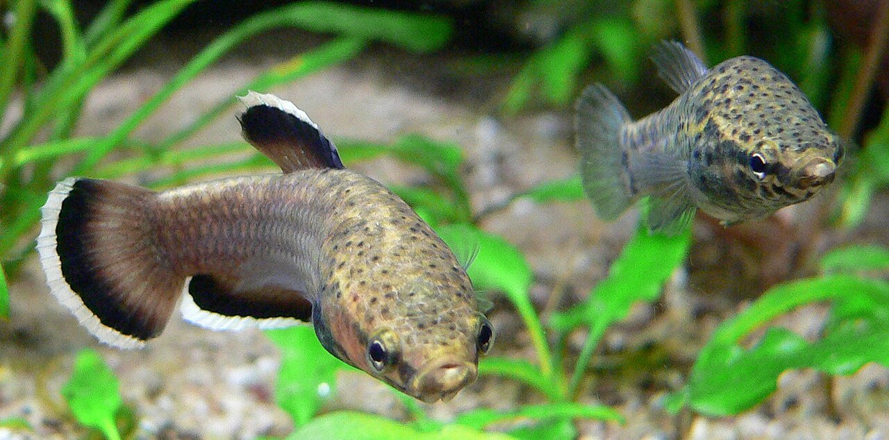 Betta Fish Types: 12 Tail Shapes and Colors, Identified