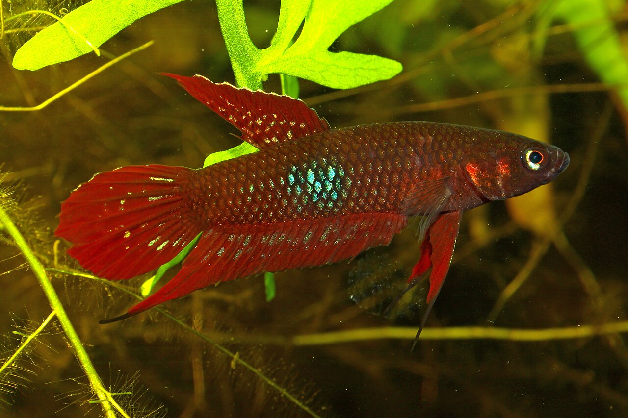 Betta Colors and Patterns