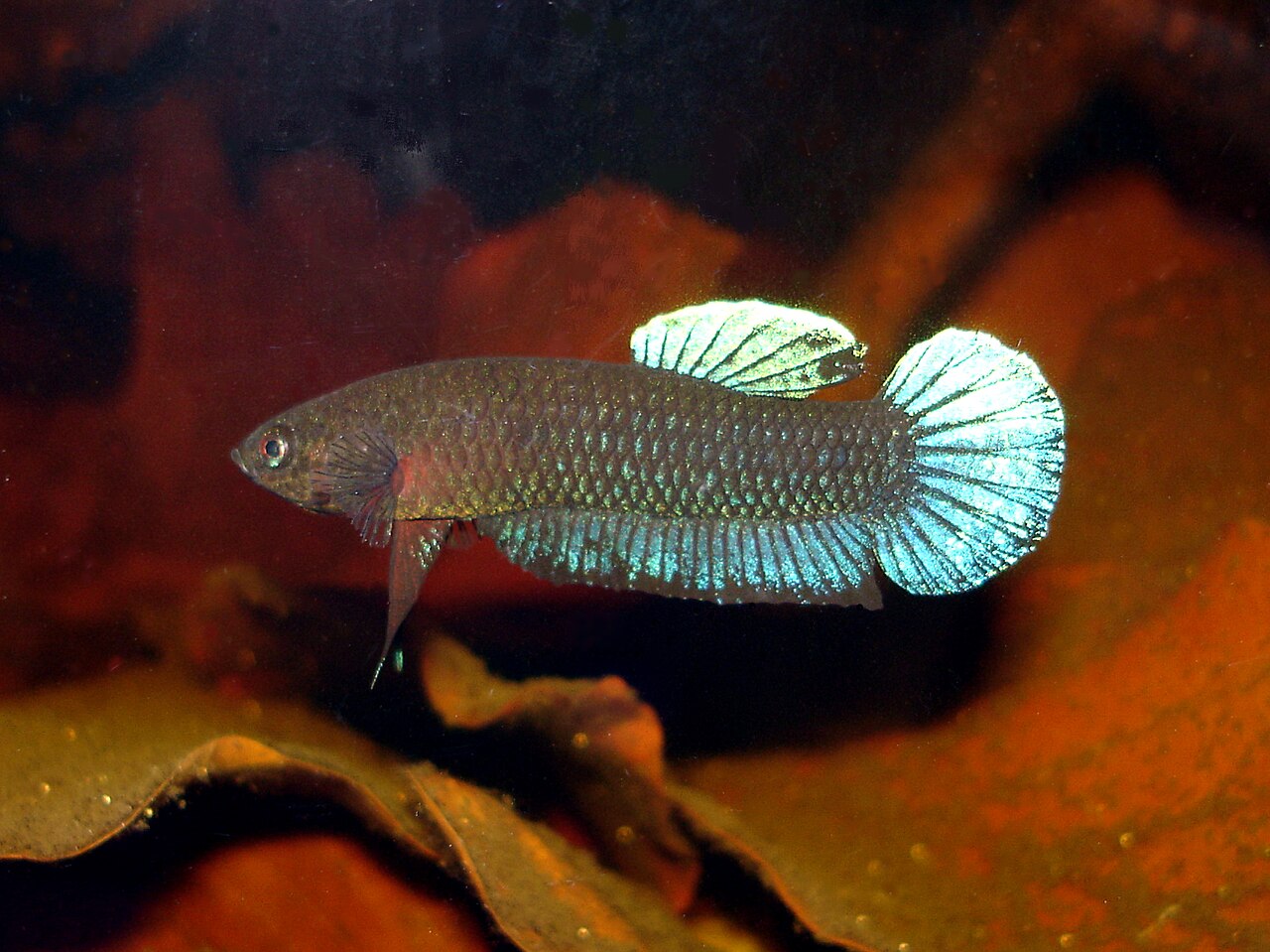 Betta Tail Types, From Veiltail to Plakat