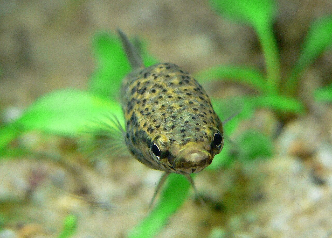 Which Type of Betta Is Most Aggressive?