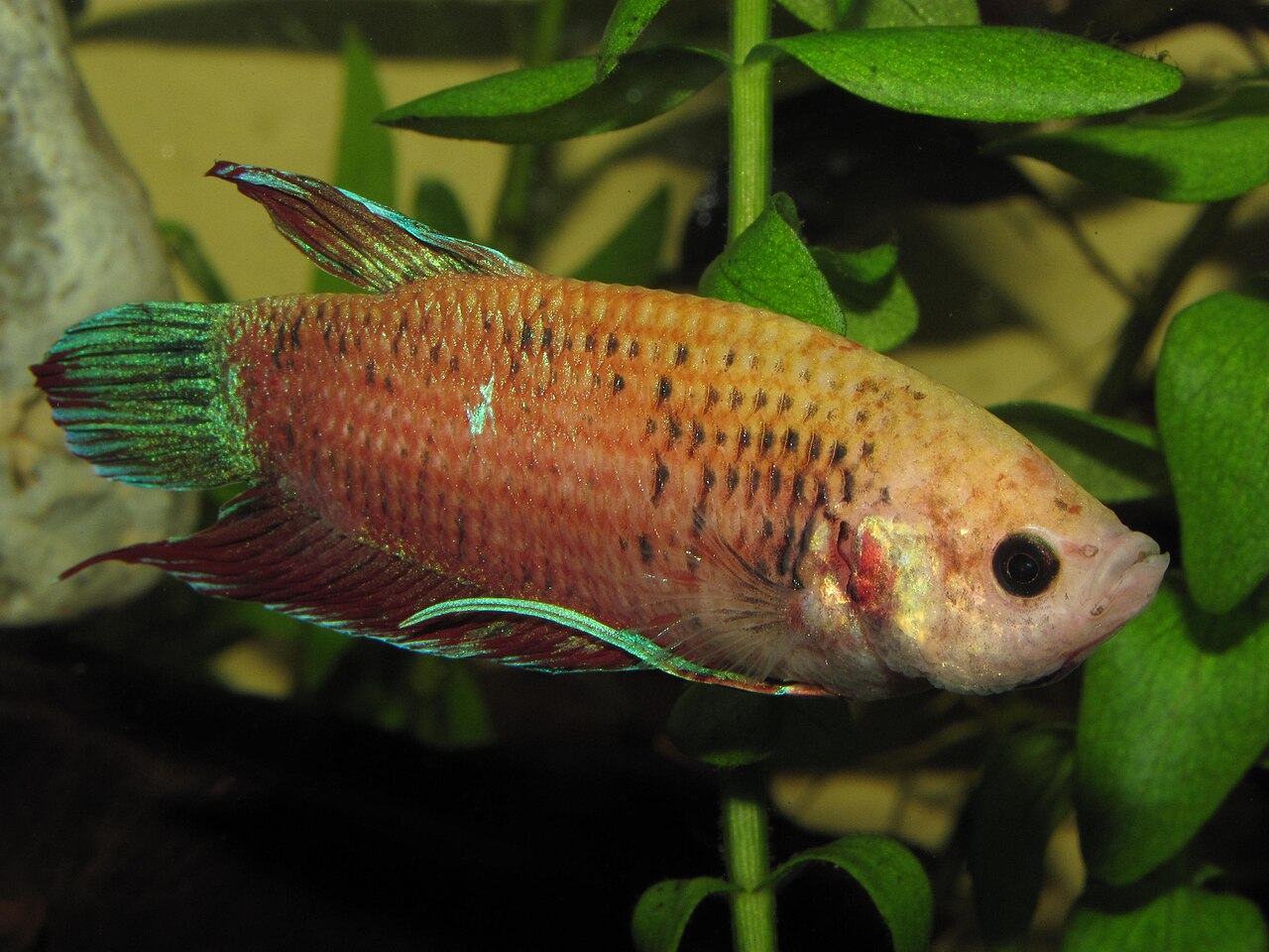 Betta Fish Water Temp: The Ideal Range and Why It Matters