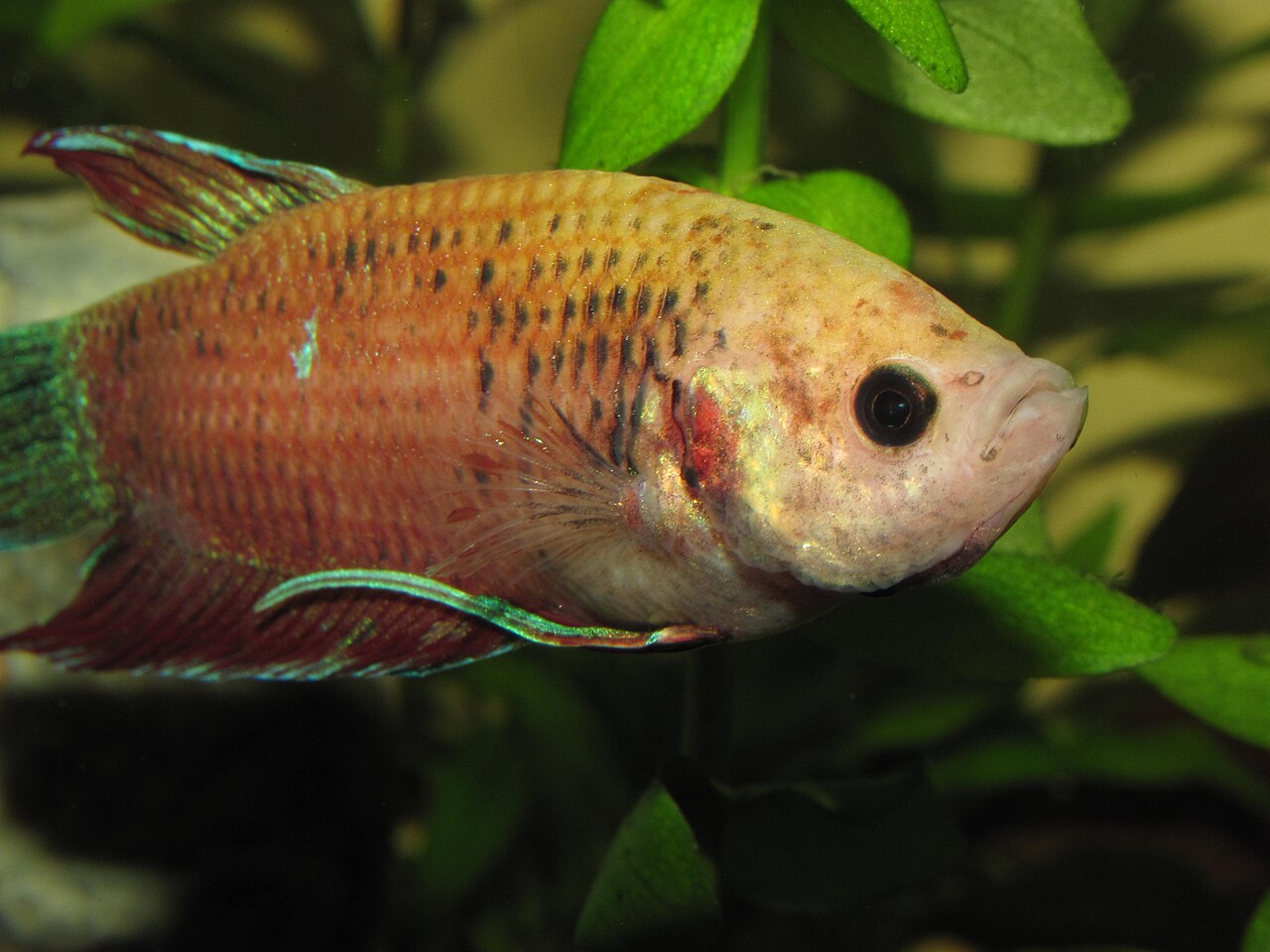 Is Room Temperature Water OK for a Betta?