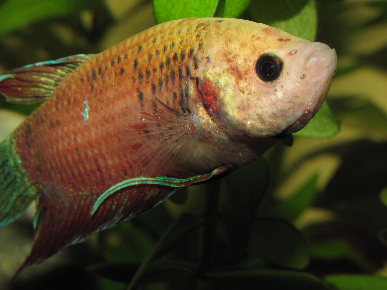 How Do You Tell If Your Betta Is Cold?