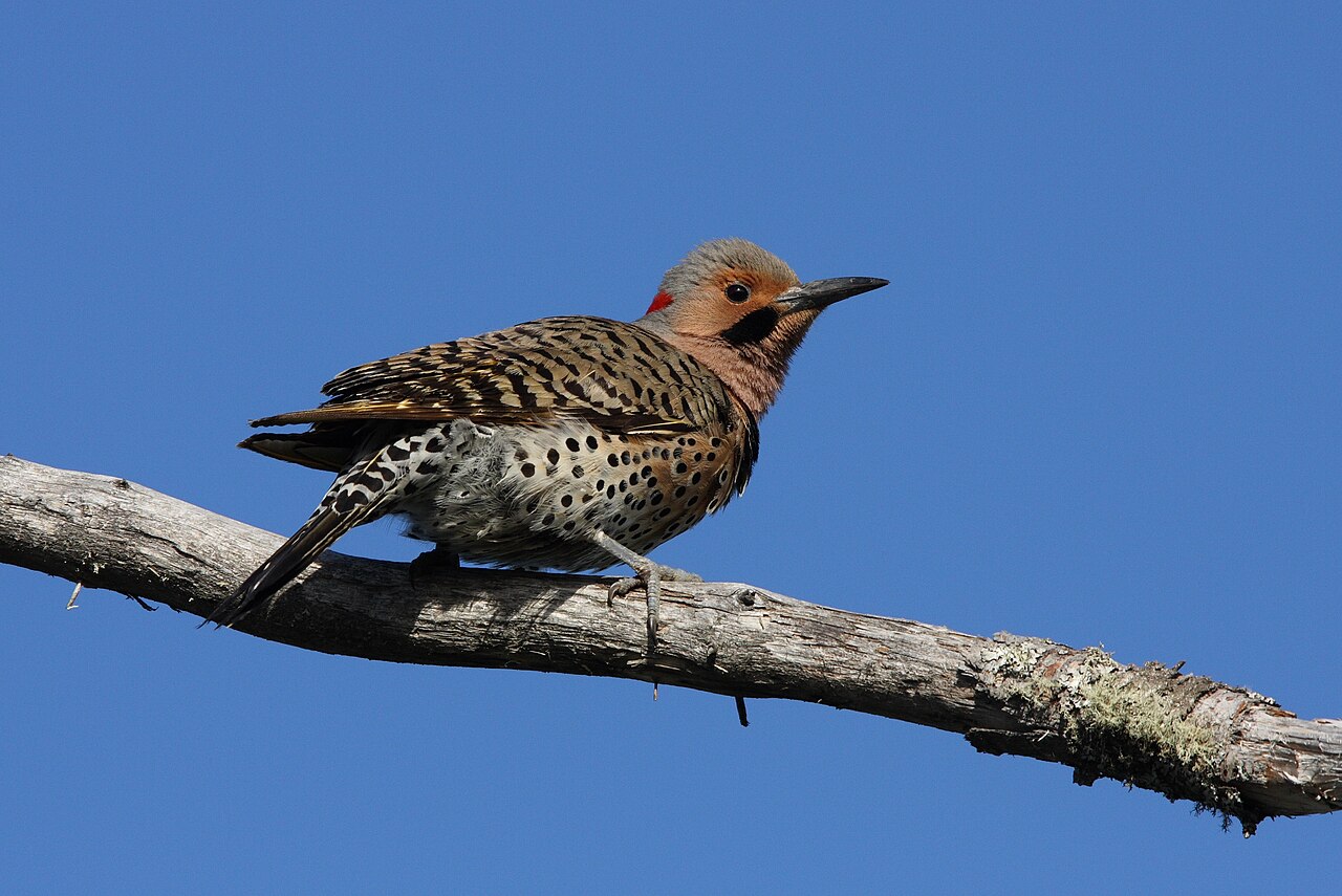 Woodpeckers and Carpenter Ants